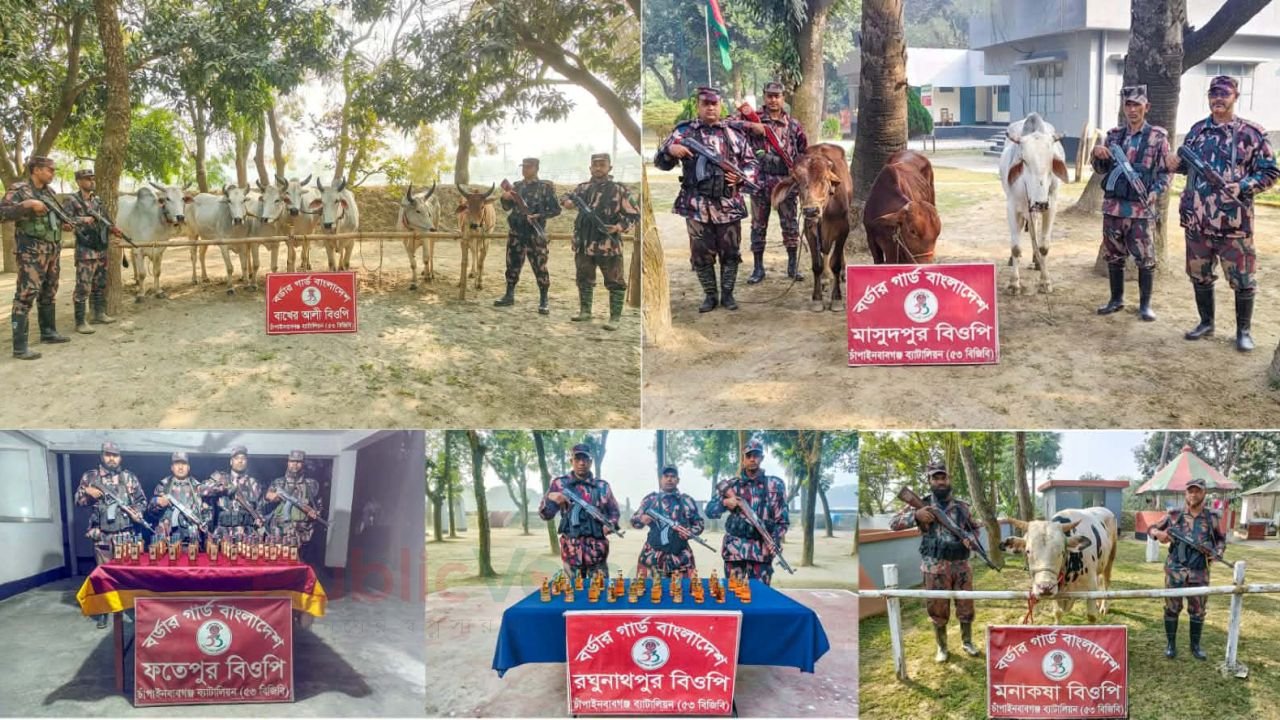 চাঁপাইনবাবগঞ্জ সীমান্তে বিপুল পরিমাণ ভারতীয় মদ ও গরু জব্দ