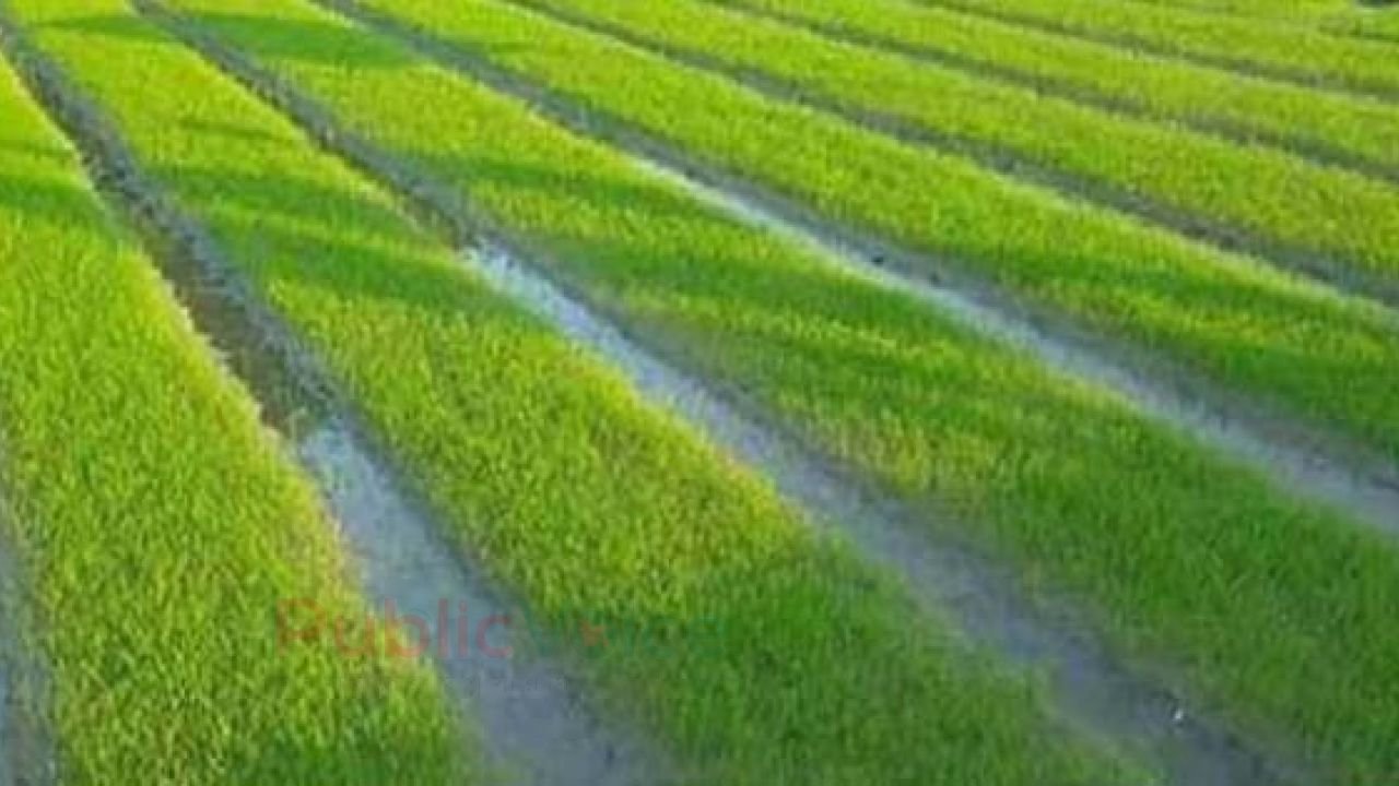 ফুলবাড়ীতে শীত ও ঘন কুয়াশায় বোরো চারা নিয়ে দুশ্চিন্তায় কৃষক