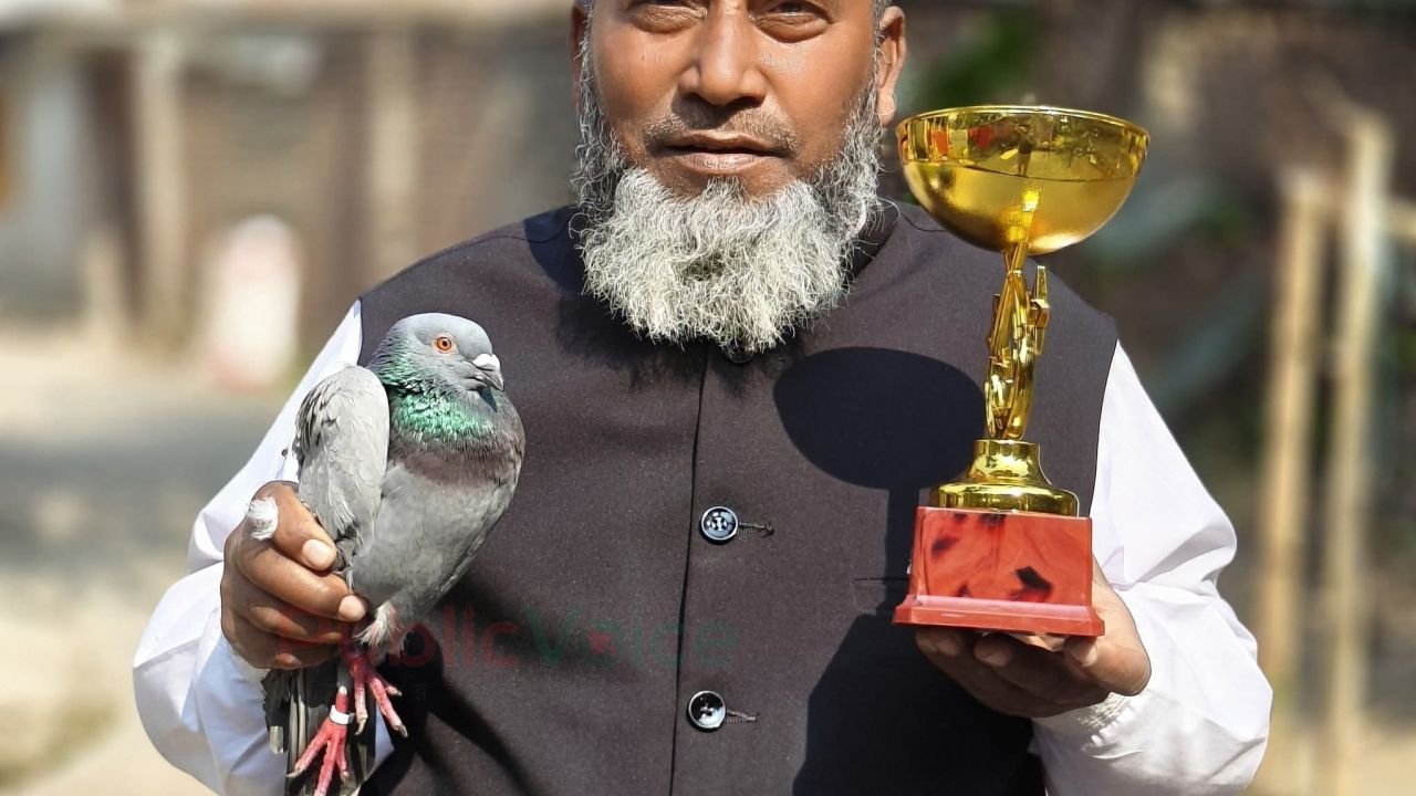 পায়রা রেসিং প্রতিযোগিতা। 