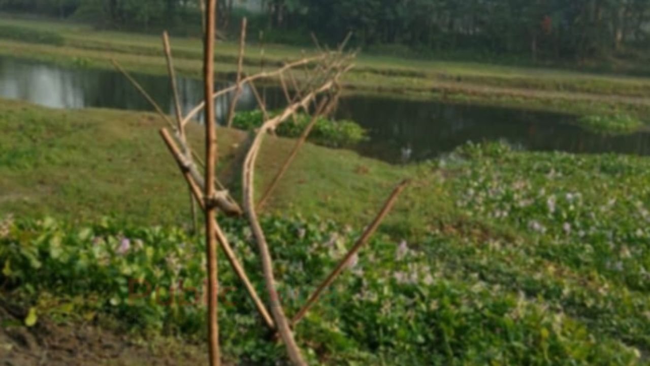 সাঘাটা বাঙ্গালী নদীর ওপর সেতুর অভাবে চরম দুর্ভোগ: দ্রুত সেতু নির্মাণের দাবিতে ফুঁসছে এলাকাবাসী।