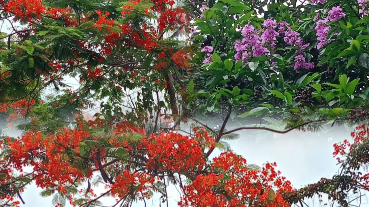 বরিশাল বিশ্ববিদ্যালয়ের প্রাঙ্গণে কৃষ্ণচূড়ার আগুন-রঙা আল্পনা