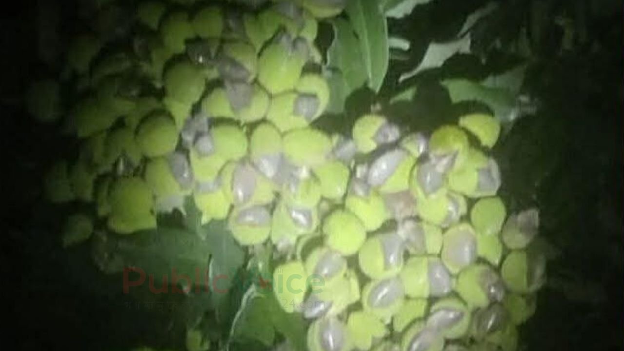 হঠাৎ করেই পাবনা ঈশ্বরদীতে ফেটে যাচ্ছে গাছের লিচু, প্রতিকার জানাতে পারছে না কেউ !!