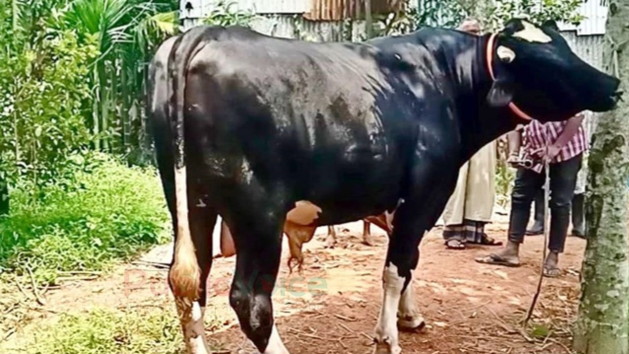 মৌলভীবাজারে কুরবানির হাটে সর্ববৃহৎ পশু হিসেবে আলোচনায় এসেছে ‘কালো মানিক’