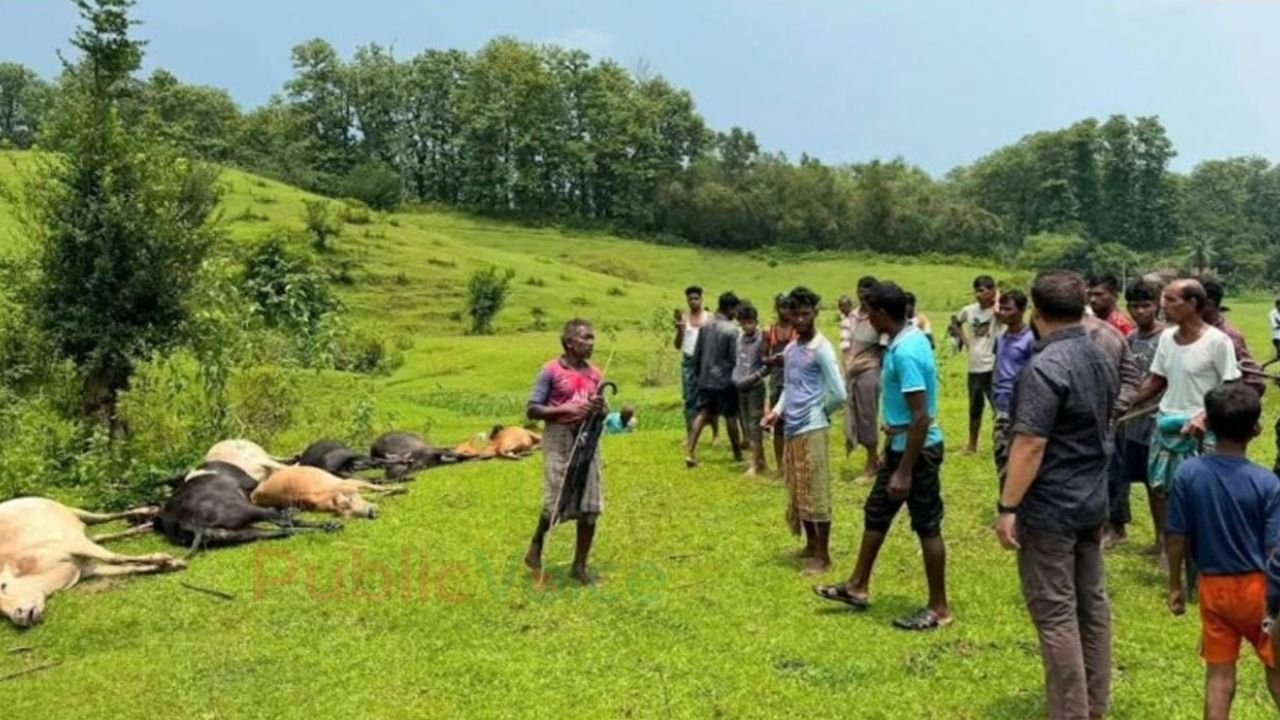 বজ্রঘাতে প্রান গেল ১৪ টি প্রানীর 