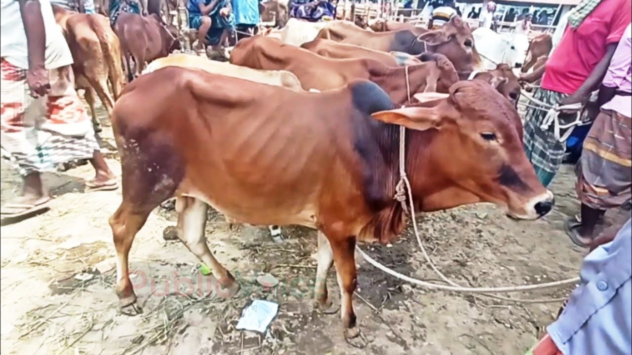 রামগতি পশু হাসপাতালে ক্ষুরা-লাম্পি ভ্যাকসিন এর তীব্র  সংকট!!