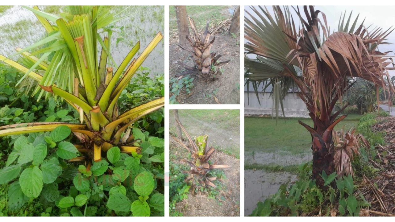 ধুনটে নিধনের শিকার বজ্রনিরোধক তালগাছ, ক্ষুব্ধ স্বেচ্ছাসেবী সংগঠনগুলো