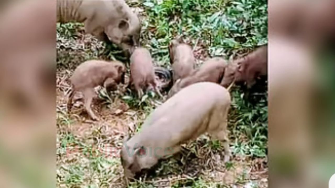 অজগরের সঙ্গে লড়াই, জিতল ঐক্য