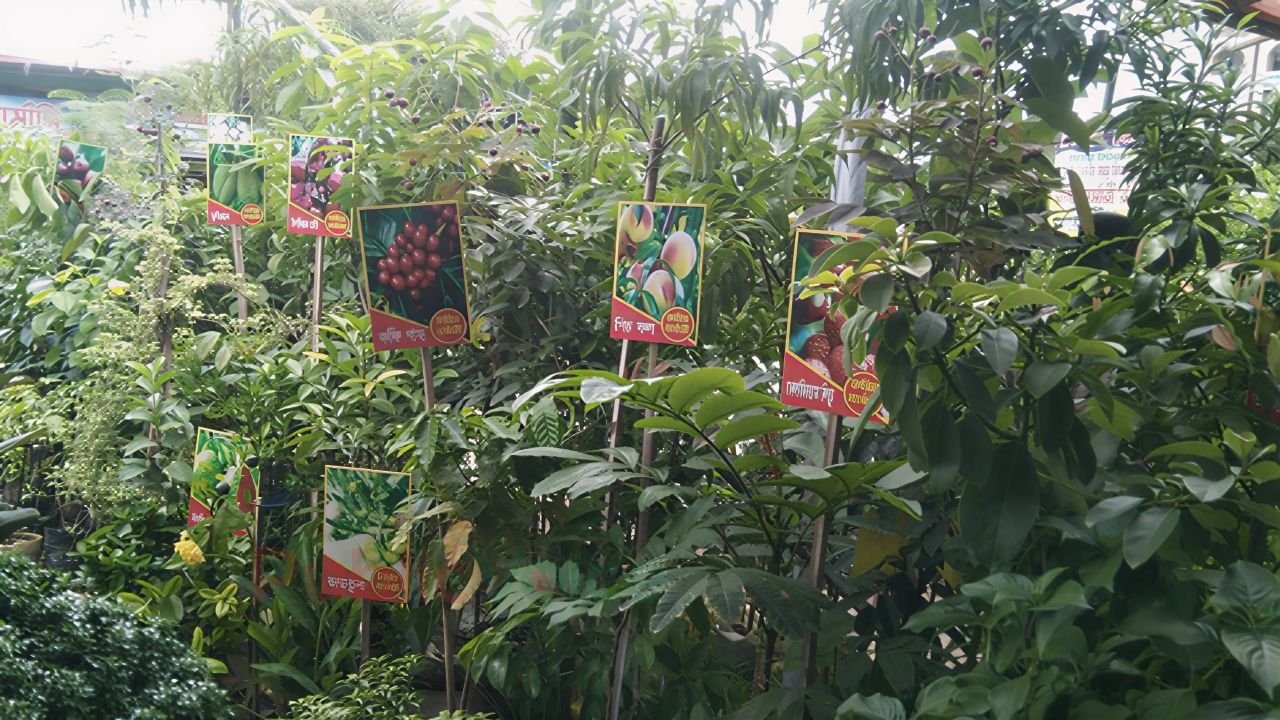 খুলনায় মাসব্যাপী বৃক্ষমেলার সমাপ্তি, চারা বিক্রিতে রেকর্ড