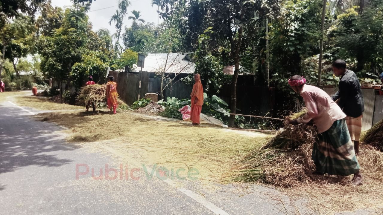 সুন্দরগঞ্জে আউশের ঝিলিকে কৃষকের মুখে হাসি 