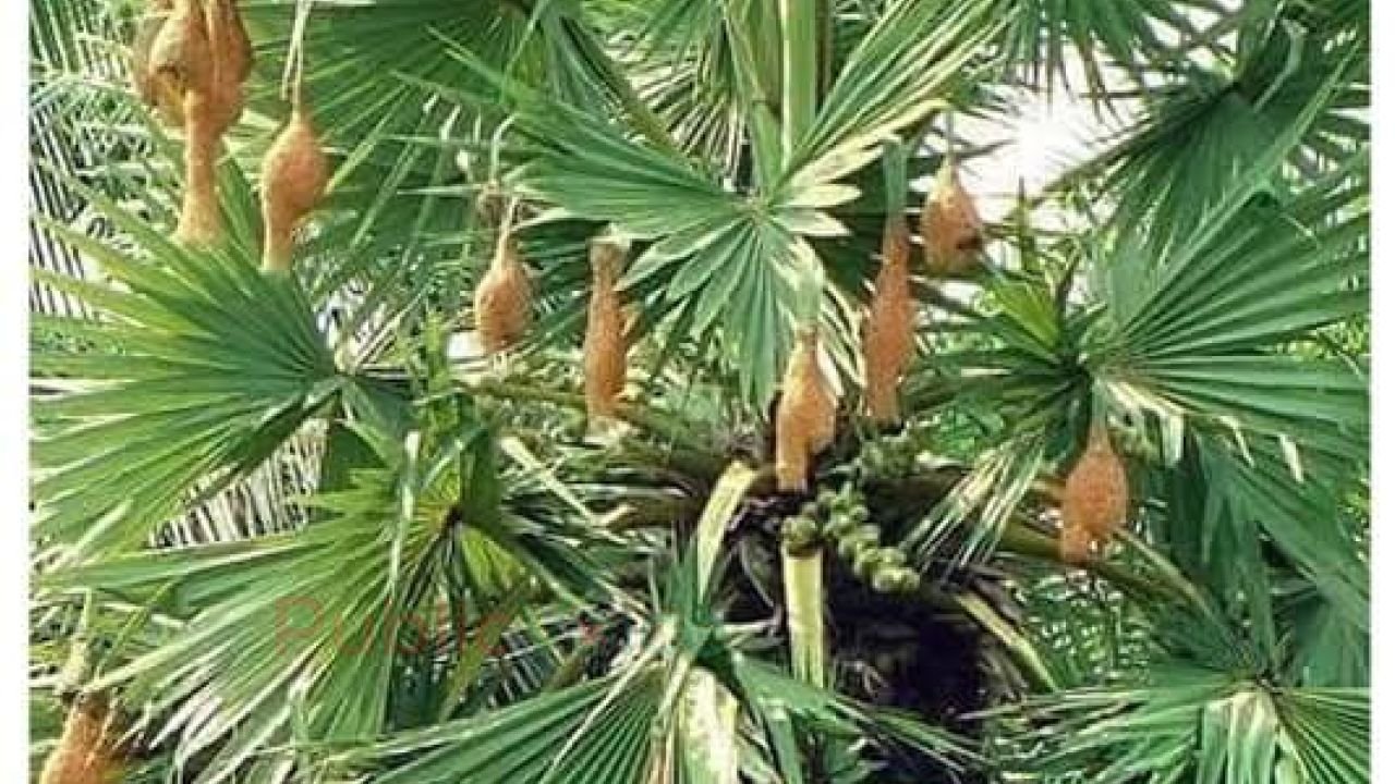 ডেকো না আমায়