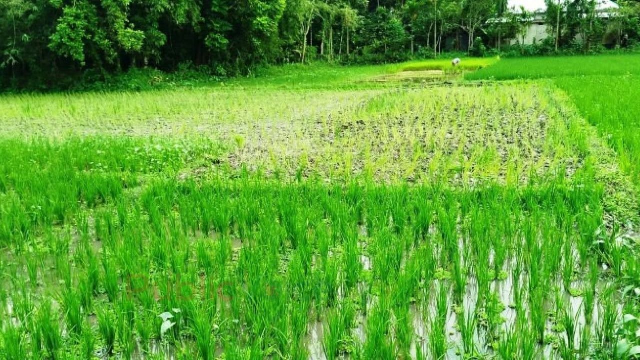 নেত্রকোনায় কচি ধানে ট্রাক্টরের থাবা, মুহূর্তেই তছনছ কৃষকের স্বপ্ন