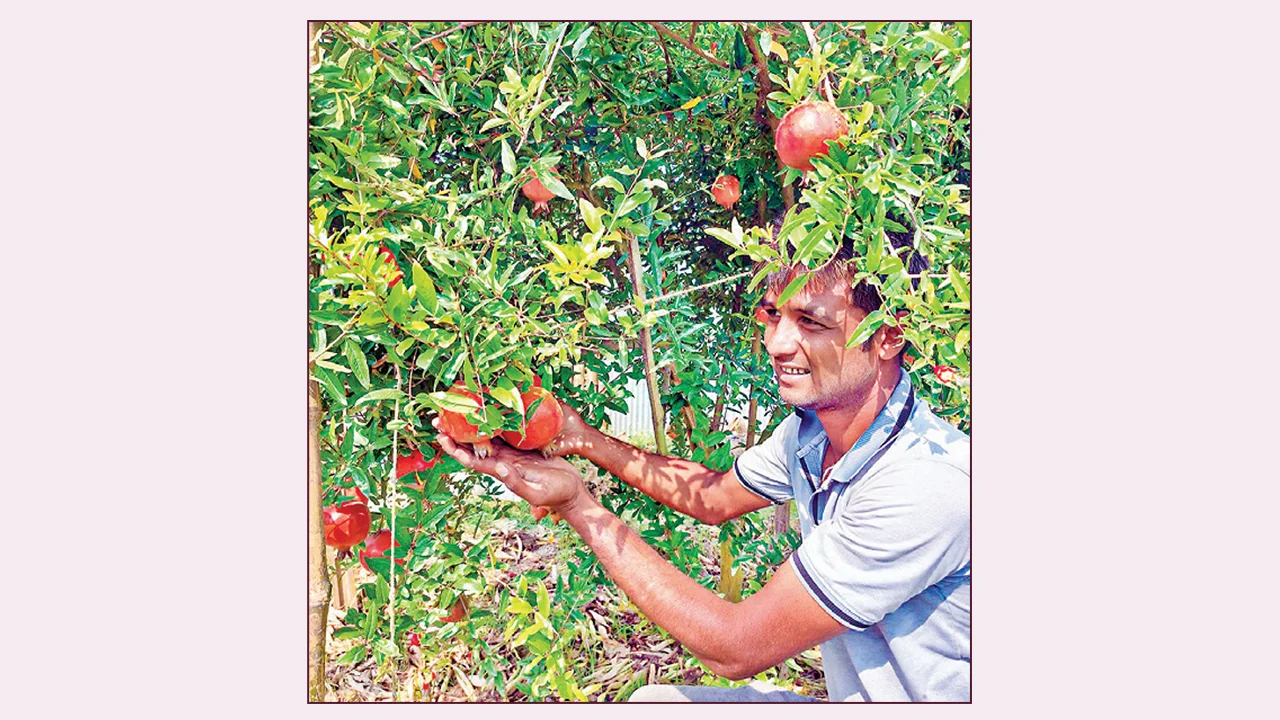 রাজশাহীর চারঘাটে বিকল্প ফসল চাষে আয়ের নতুন স্বপ্ন