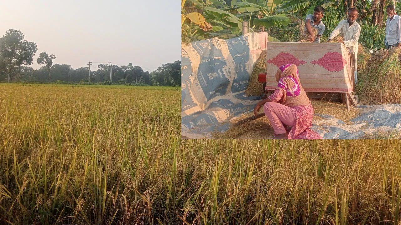 গফরগাঁওয়ে আগাম আমন ধান কাটা শুরু, বাম্পার ফলনে কৃষকের মুখে হাসি