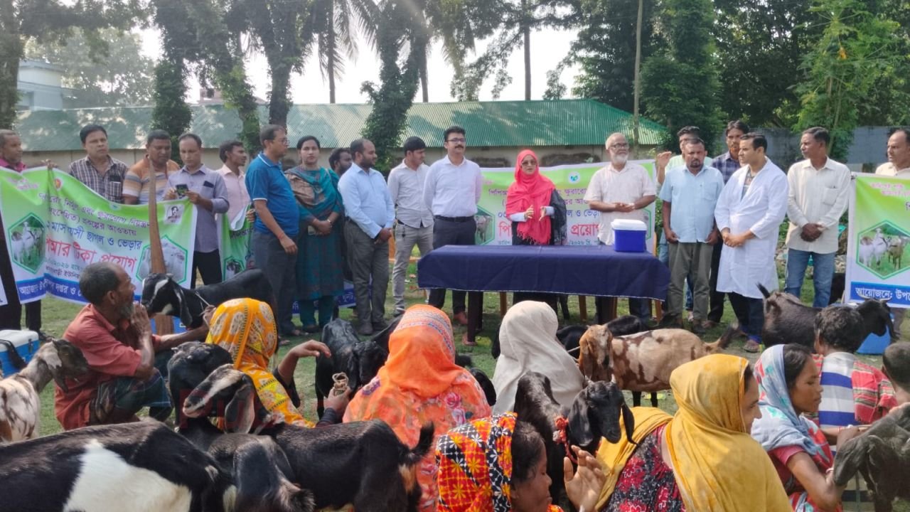 ধুনটে শুরু হলো পিপিআর রোগ নির্মূল কর্মসূচি, বিনামূল্যে টিকা পাবে ৩২ হাজার ছাগল