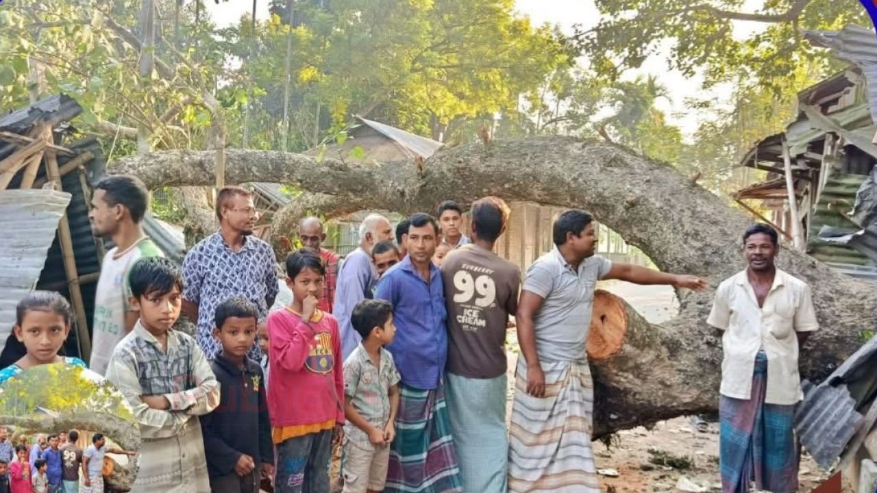 উলিপুরে শতবর্ষী গাছের ডাল ভেঙে দোকান বিধ্বস্ত।অল্পের জন্য রক্ষা পেল মুদি ব্যবসায়ীর প্রান।