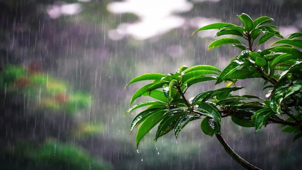 বঙ্গোপসাগরে লঘুচাপ: কোন এলাকায় বৃষ্টির সম্ভাবনা রয়েছে আজ