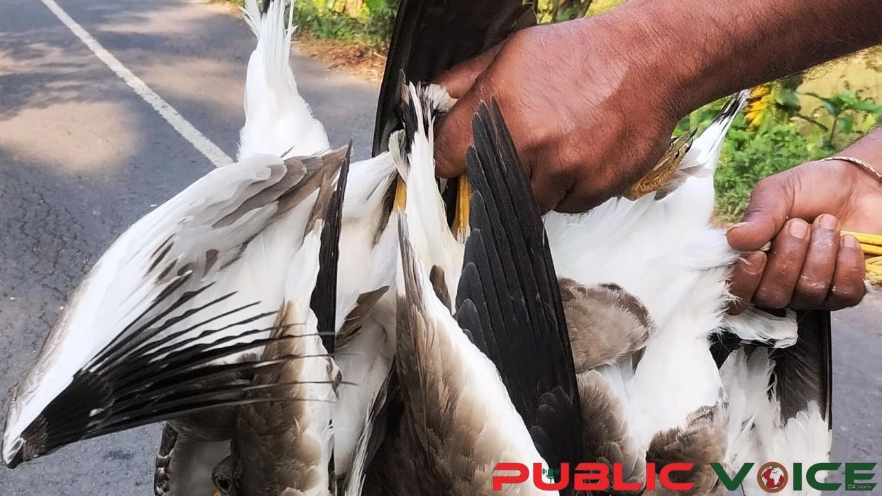 চিতলমারী ও মোল্লাহটে, অবাধে চলছে  অতিথি পাখি  শিকার