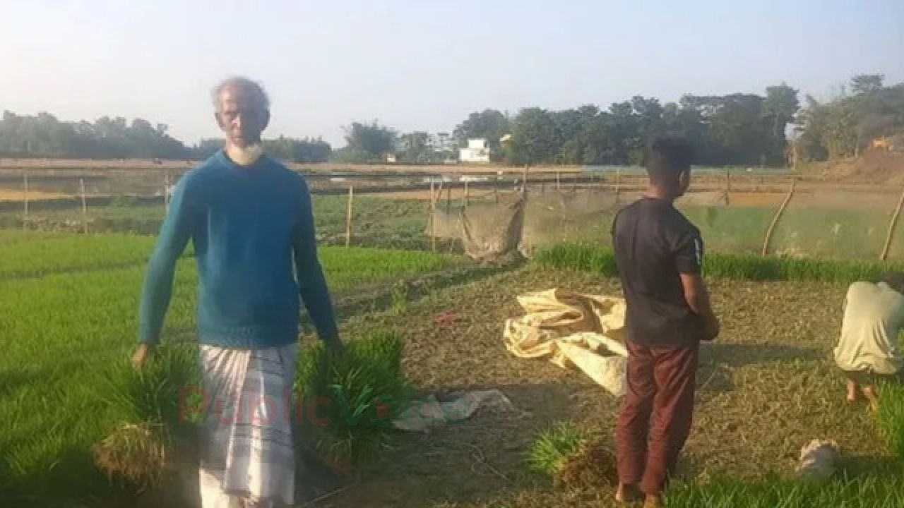 কাউয়াদীঘি হাওর পাড়ের কৃষকদের কপালে চিন্তার ভাঁজ!