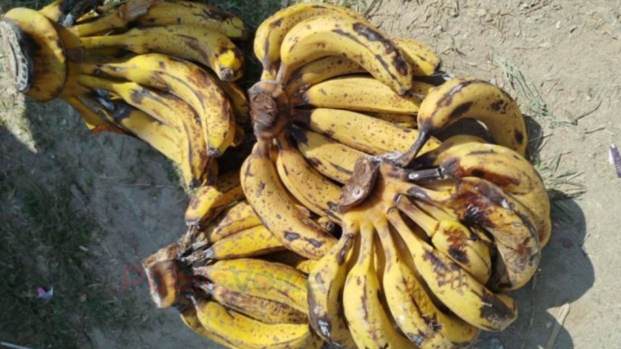 স্কুল ফিডিং প্রকল্পাধীন ঈশ্বরগঞ্জে পুষ্টির বদলে শিক্ষার্থীদের দেওয়া হচ্ছে পচা খাবার