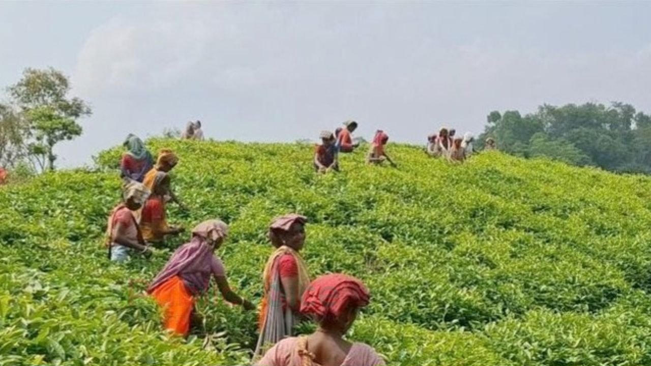চা শ্রমিকদের বিরুদ্ধে মামলা সংসদ সদস্যের হস্তক্ষেপ