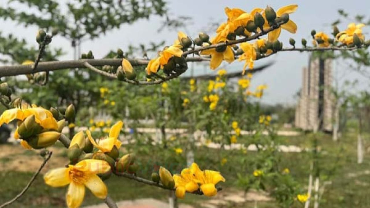 বসন্তের চেনা রঙ অচেনা প্রকৃতি
