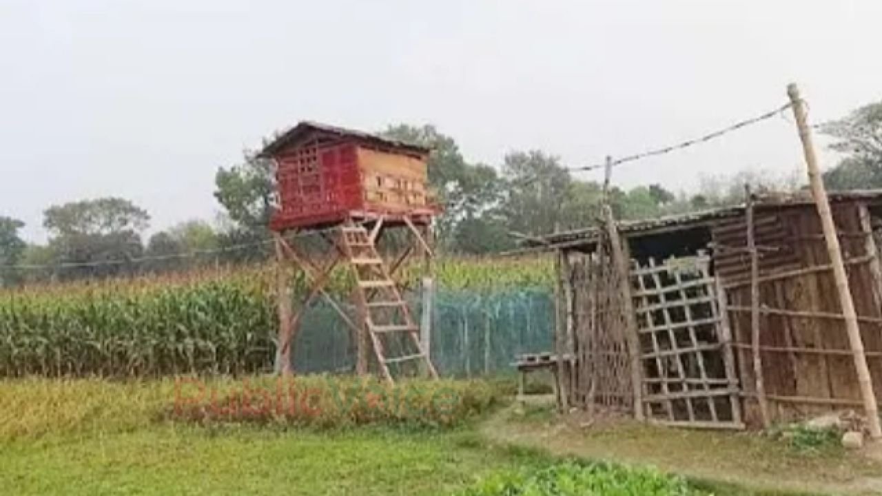 চৌগাছায় মাদক সম্রাট ইসমাইলের ডেরাই সন্ধ্যা নামলেই বসে জুয়ার আসর, প্রতিকার চেয়ে এলাকাবাসীর থানায় অভিযোগ।