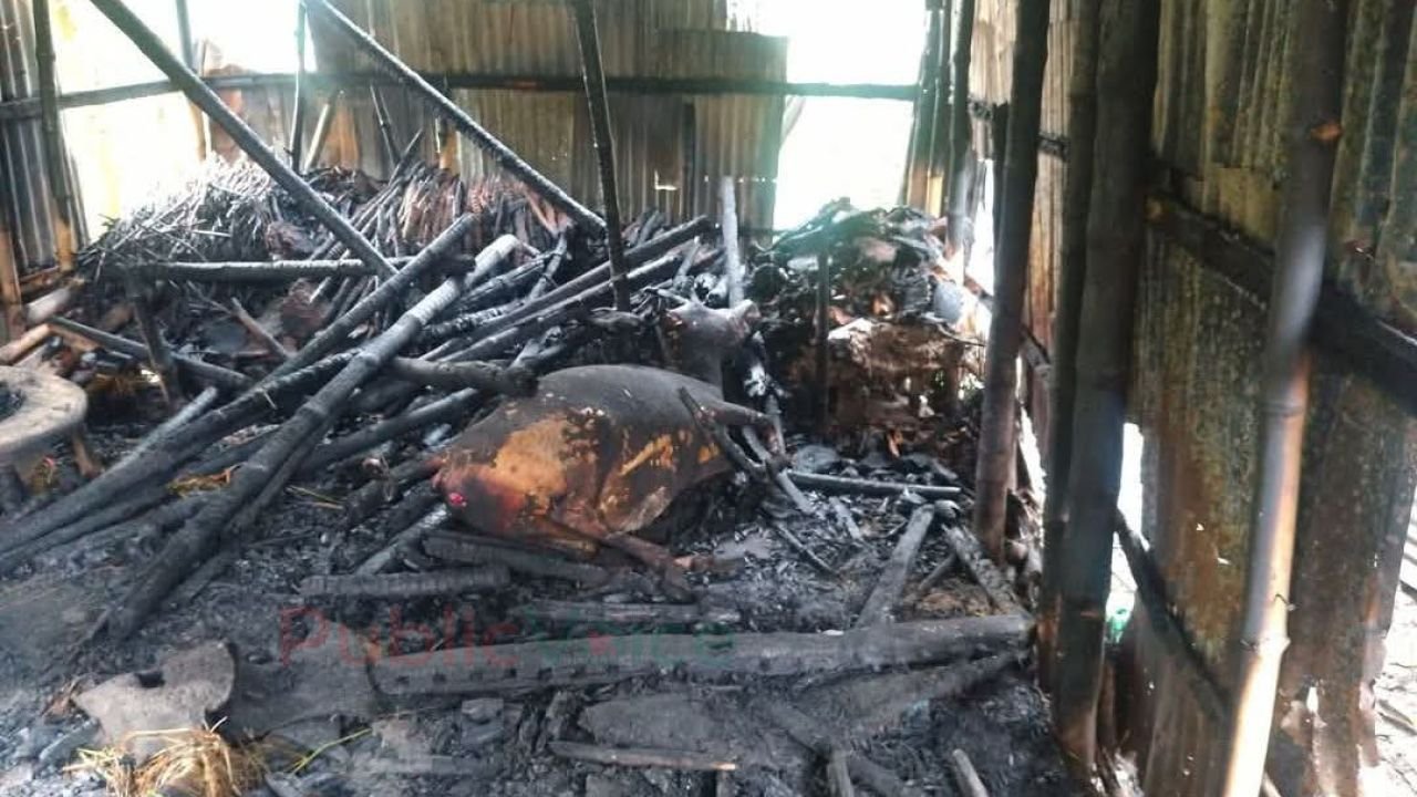 কেন্দুয়ায় ভয়াবহ অগ্নিকাণ্ডে পুড়ে মারা গেল ৪ গবাদিপশু, নিঃস্ব দুই কৃষক