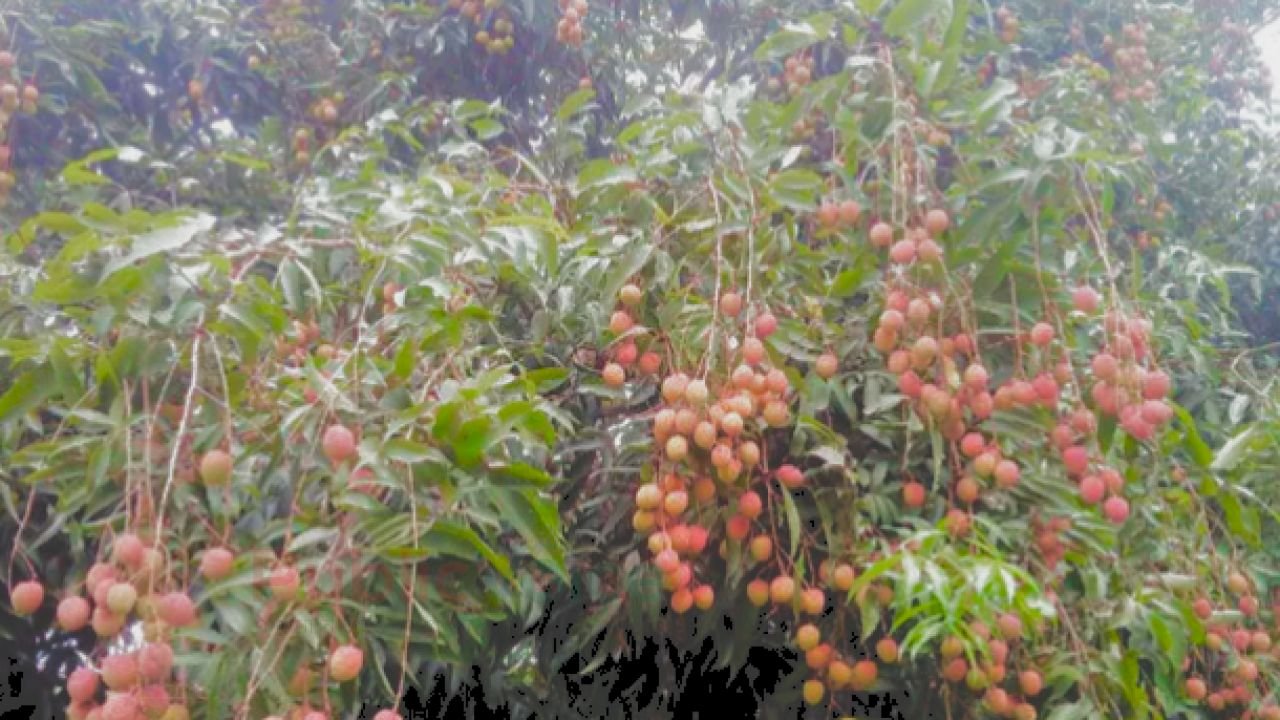 পাবনা সাঁথিয়া উপজেলায়  এমন একটি বাগান, যে বাগানের লিচু খেতে লাগে না  কোন টাকা
