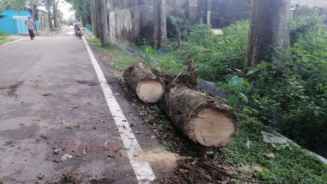 নিয়মনীতির তোয়াক্কা না করে বিসিক শিল্পনগরী’র গাছ বিক্রির অভিযোগ